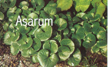 Asarum