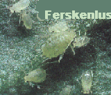 Ferskenbladlus